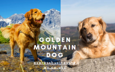 Golden Mountain Dog