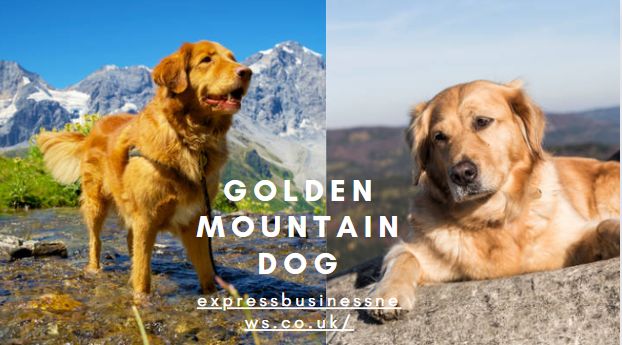 Golden Mountain Dog