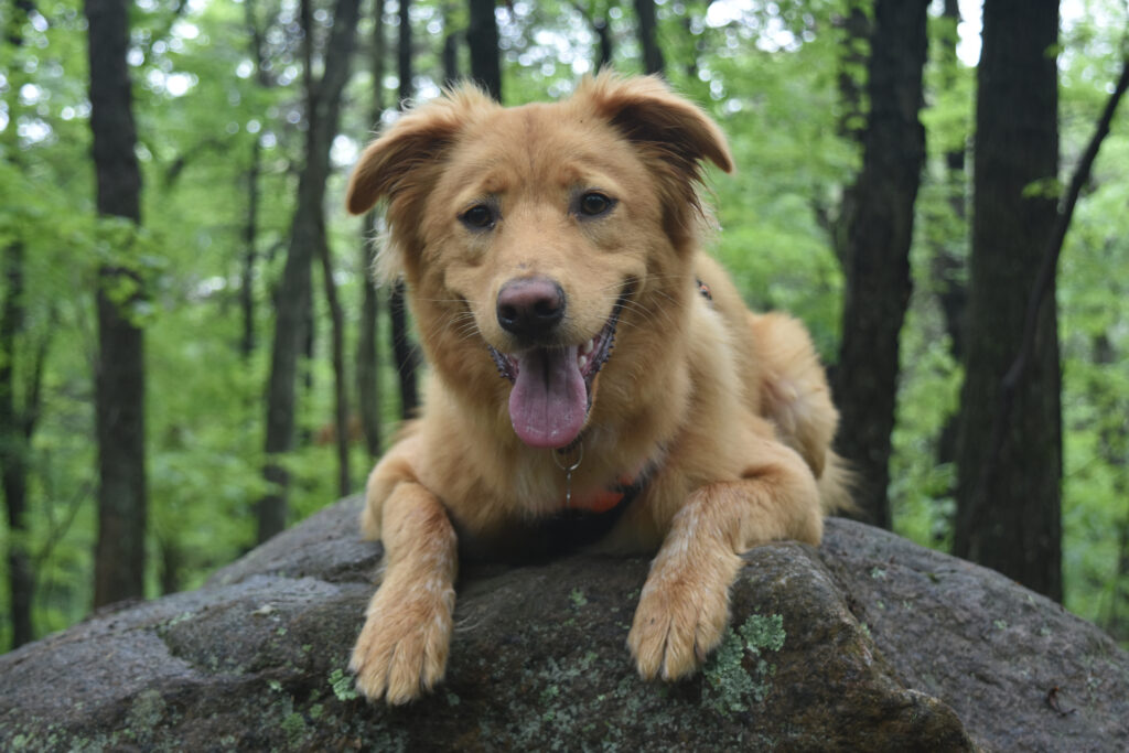 Golden Mountain Dog